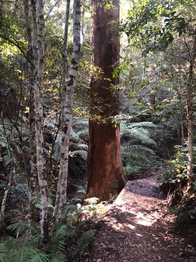 Twin Falls Bush Cottages Fitzroy Falls Exteriör bild