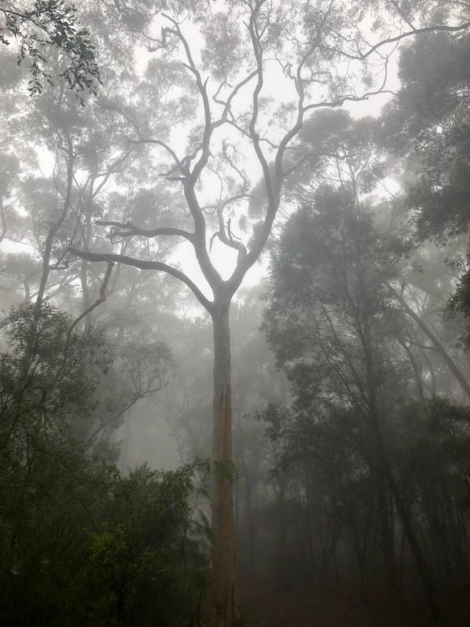 Twin Falls Bush Cottages Fitzroy Falls Exteriör bild