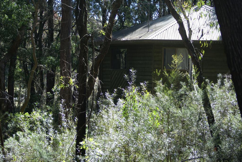Twin Falls Bush Cottages Fitzroy Falls Exteriör bild